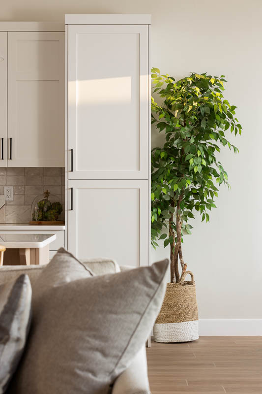 Sunlit indoor plant in kitchen